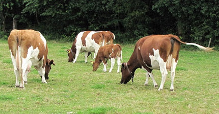 Ope heide groep2 - Stichting Behoud Roodbont Friese Vee