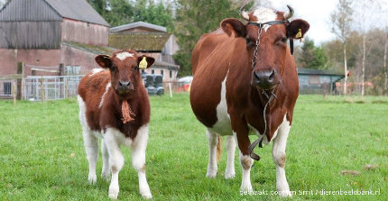Roodbonte koeien 01 - Stichting Behoud Roodbont Friese Vee